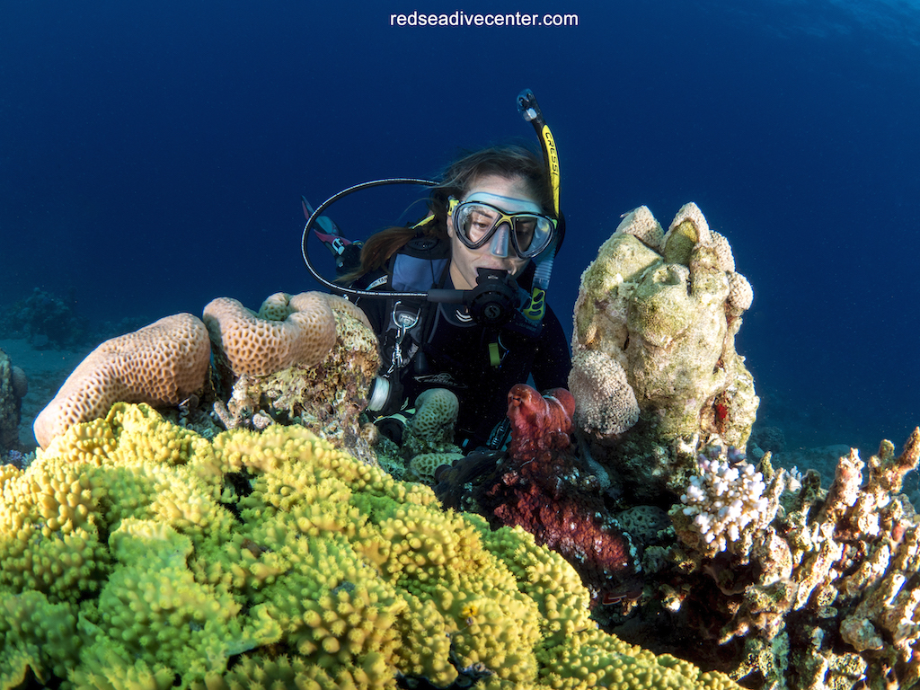Scuba Diving - Red Sea Dive Center | Aqaba | Jordan