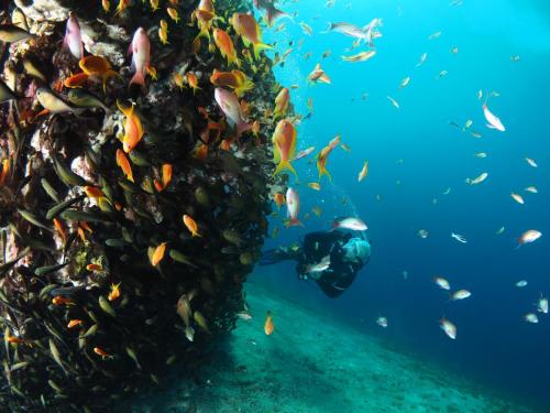 mohammed-almomany-red-sea-dive-center-aqaba underwater-diving-in-aqaba