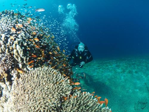 mohammed-almomany-red-sea-dive-center-aqaba underwater-diving-in-aqaba