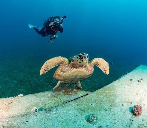 Red_Sea_Dive_Center_ Aqaba_Jordan_Sea_Turtle
