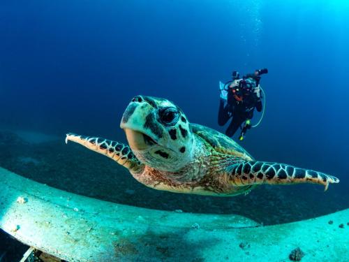 Red_Sea_Dive_Center_ Aqaba_Jordan_Diver_turtle