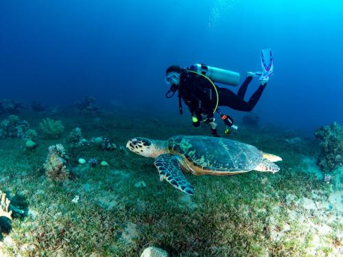 Red_Sea_Dive_Center_ Aqaba_Jordan:Diver_Turtle