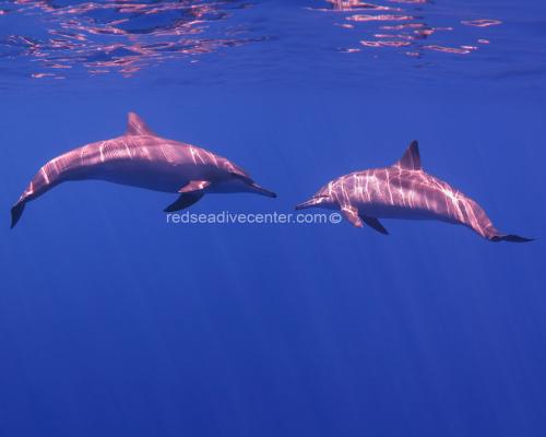 Red_Sea_Dive_Center_ Aqaba_Jordan